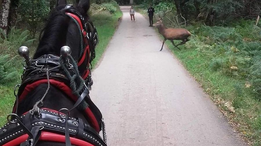 Killarney National Park Private Horse and Carriage Tour