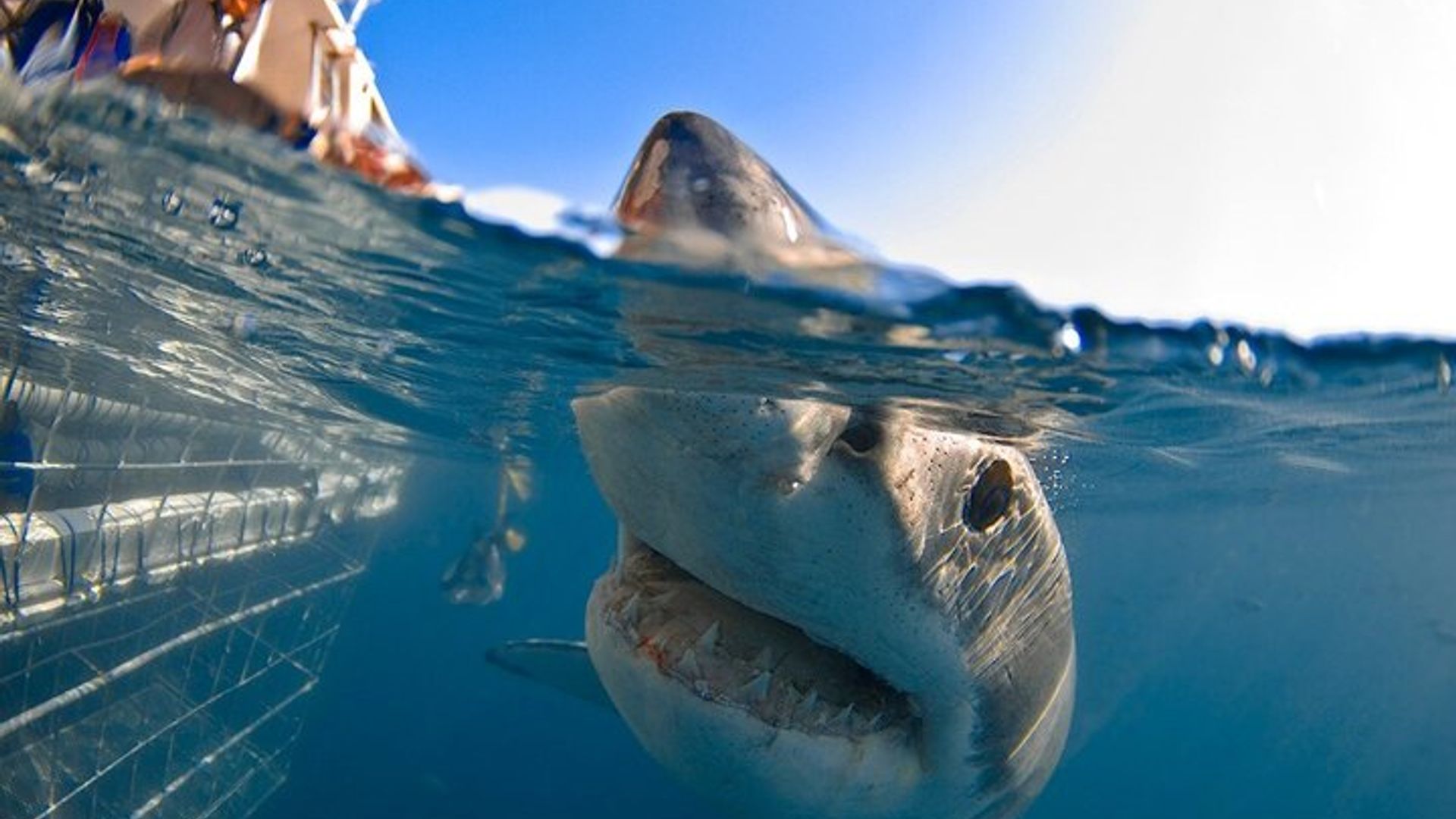 Buceo en jaula con tiburones en Sudáfrica