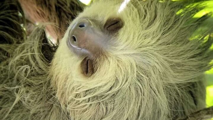 Manuel Antonio Park Guided Tour - Admission Ticket Included