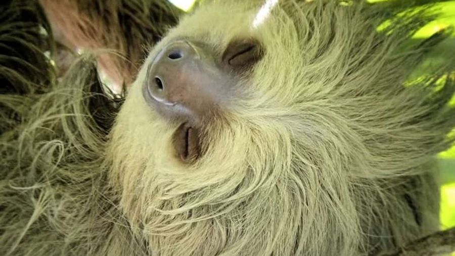 Manuel Antonio Park Guided Tour - Admission Ticket Included
