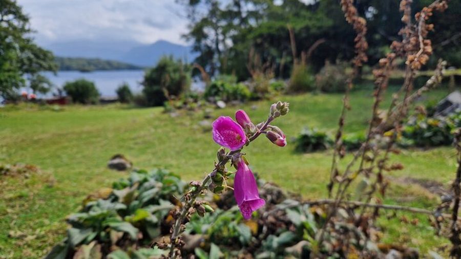 Killarney Boat Tour to Innisfallen Island