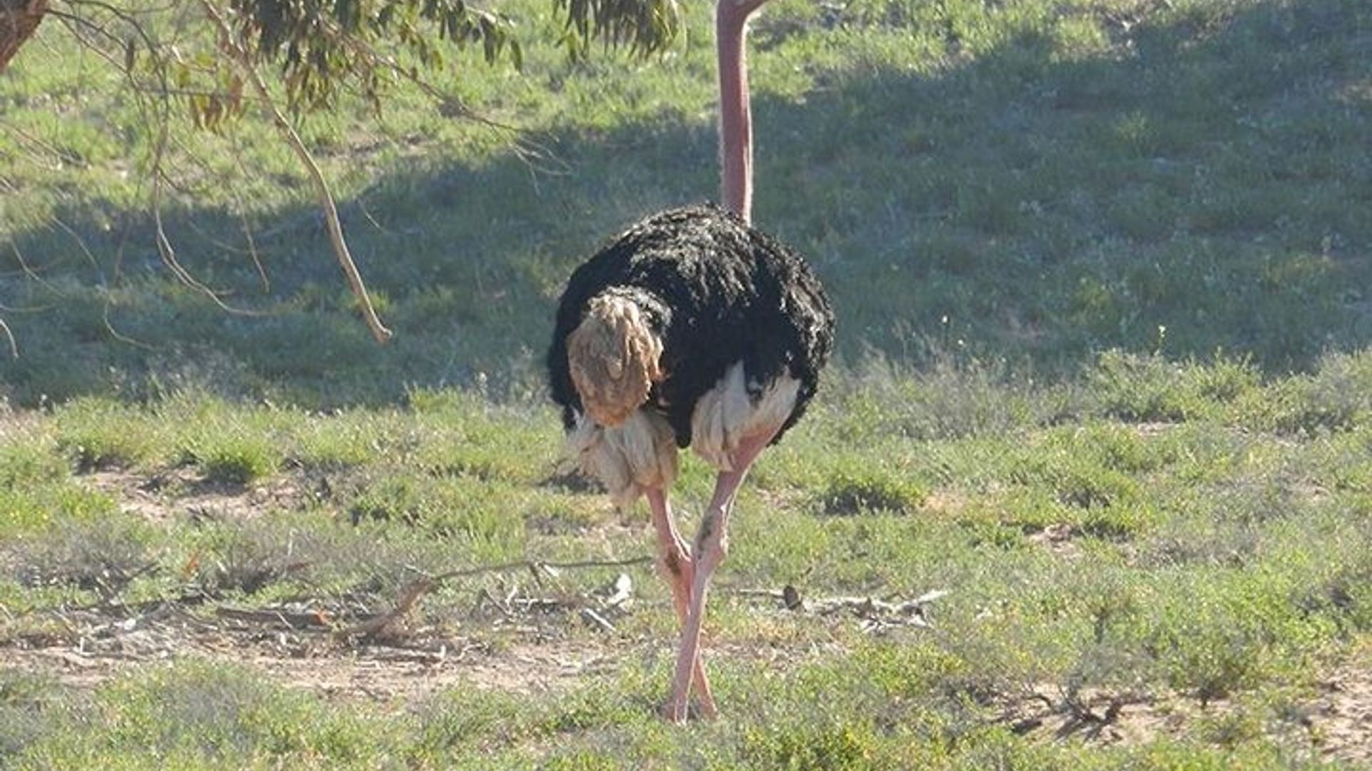 Découverte Privée - Parc Animalier Souss Massa 4x4