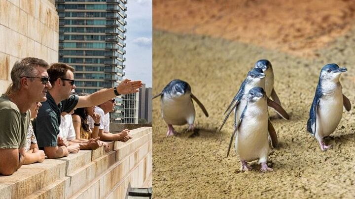 Melbourne Group Sightseeing With Penguin Parade