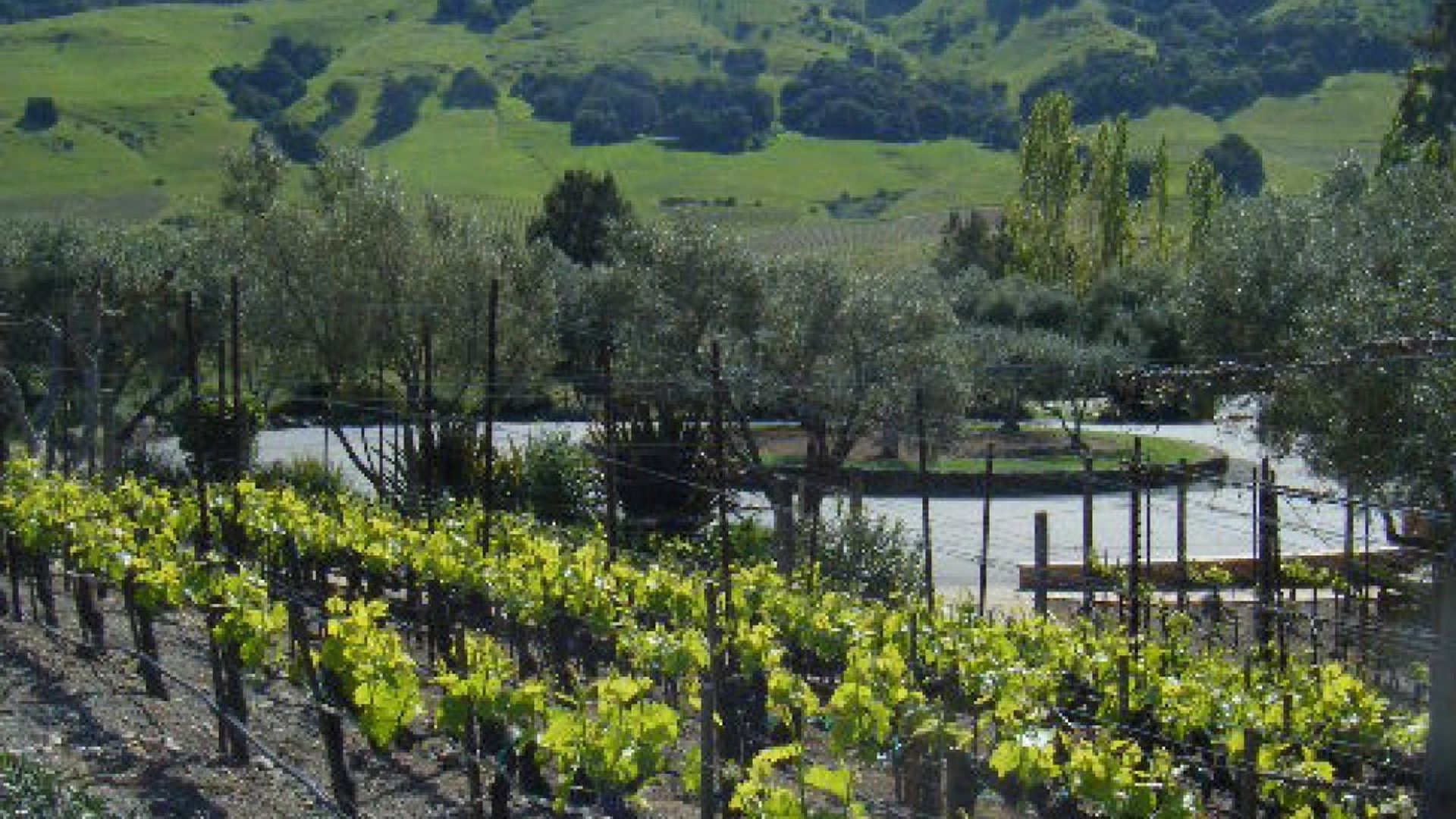 San Francisco Hop-On Hop-Off and Half Day Wine Country Tour image 3