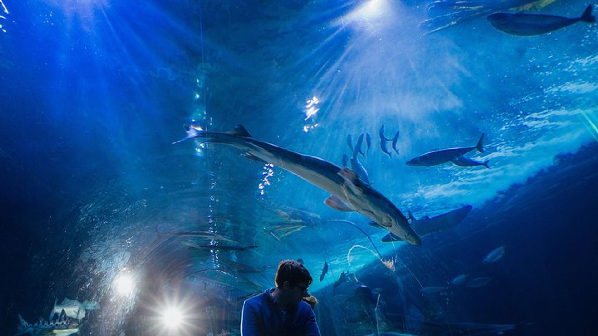 San Francisco Aquarium of the Bay General Admission Ticket image 2