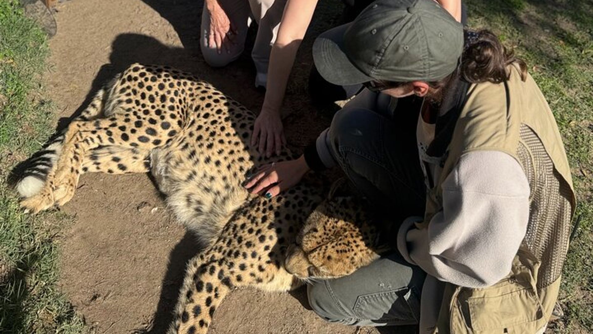 Tour en tirolina por el Cabo Canopy y extensión de guepardos