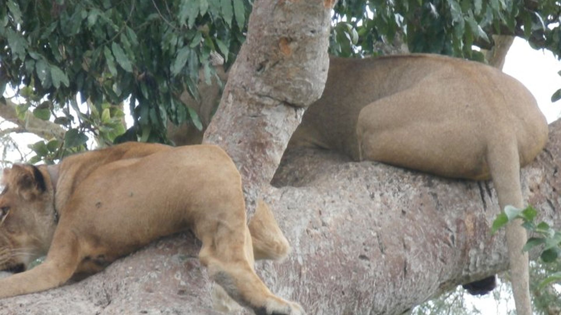 3 days Gorilla Trekking in Bwindi Inpenetrable national Park