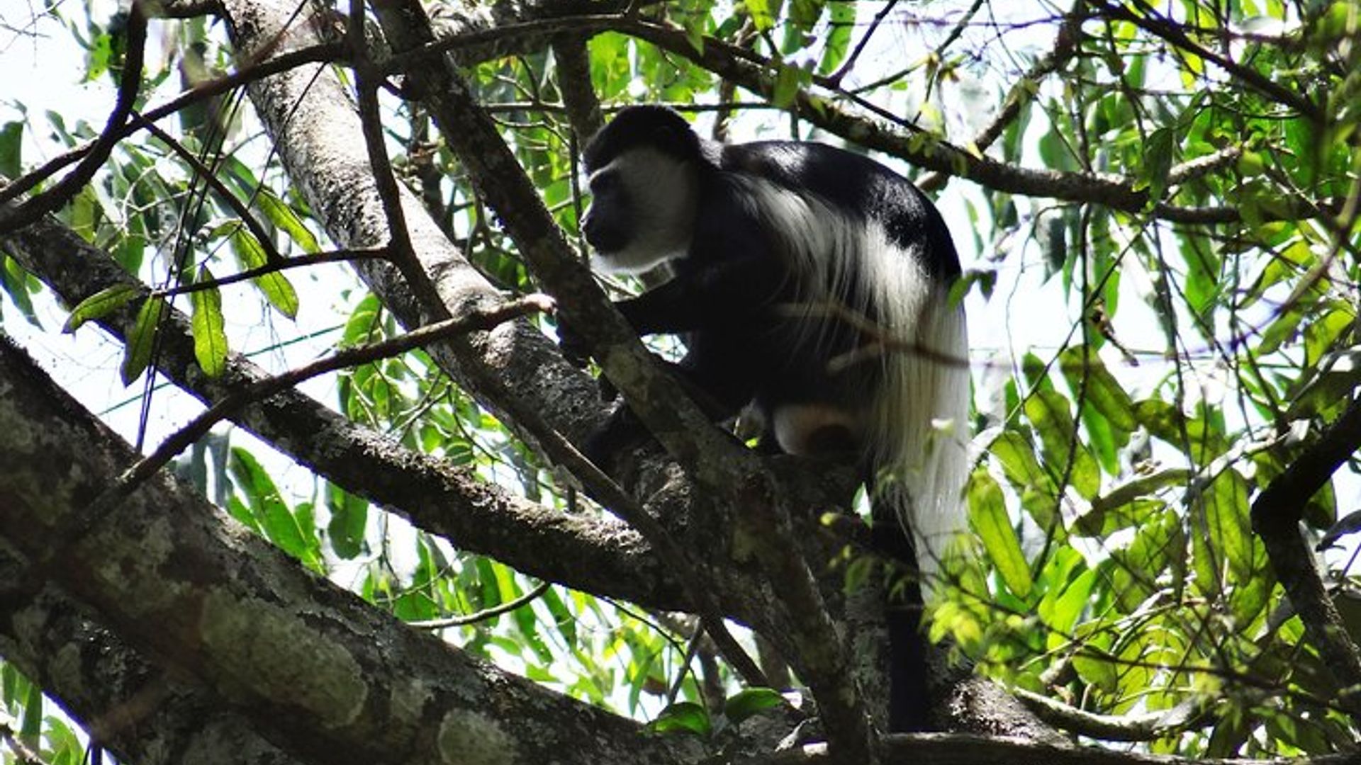 1 day chimpanzee tracking in budongo forest and kaniyo pabidi
