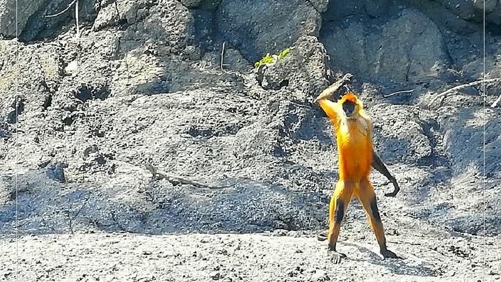 Turtle Island, from Puntarenas, snorkeling and lunch included!