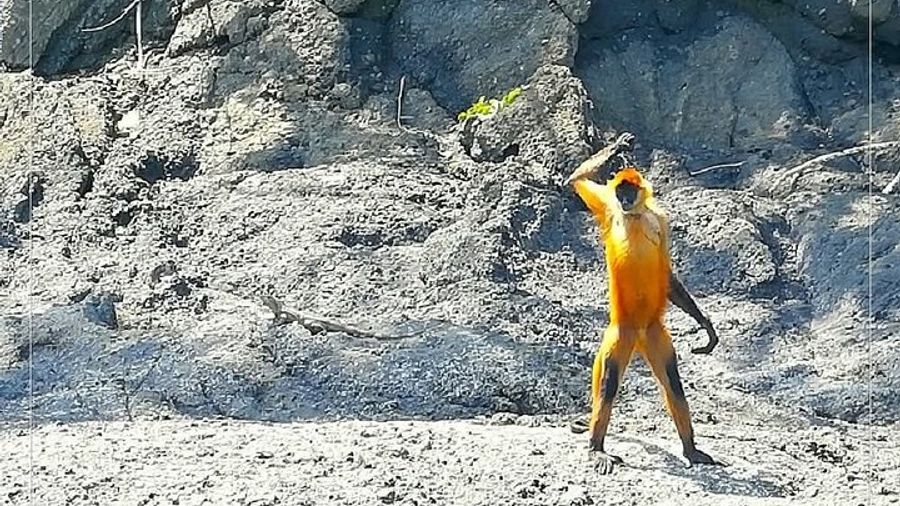 Costa Rica: Isla Tortuga Boat Tour With Lunch