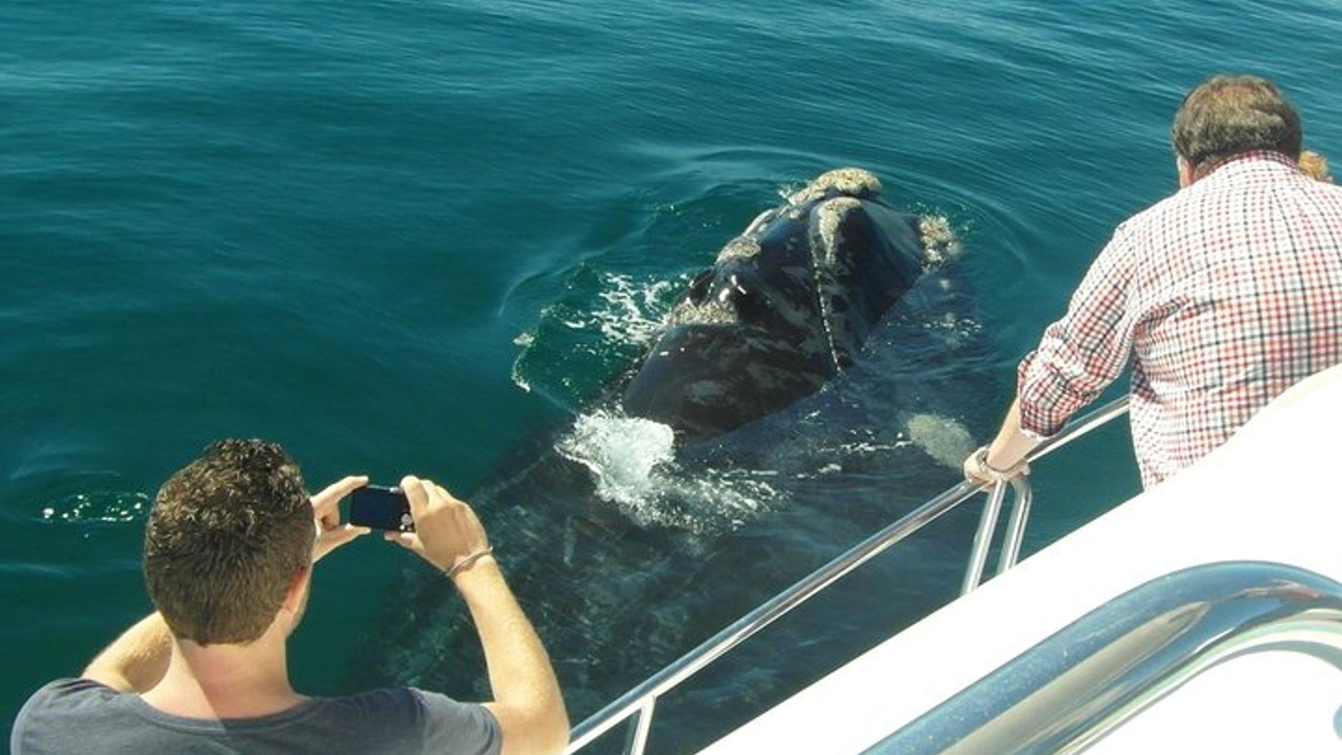 Hermanus Whale Watching and Wine: Private Tour from Cape Town