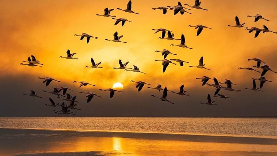 Sandwich Harbour 4x4 Private Guided Tour(Cruise clients welcome)