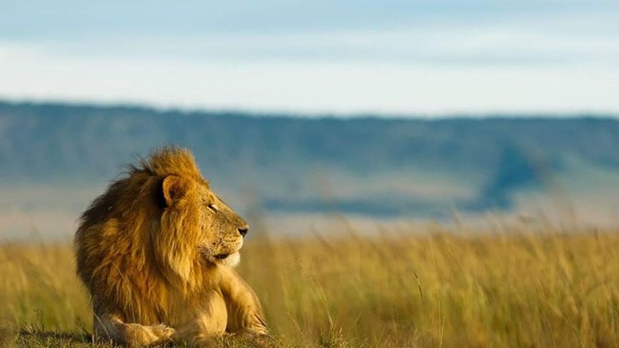 Serengeti Safari