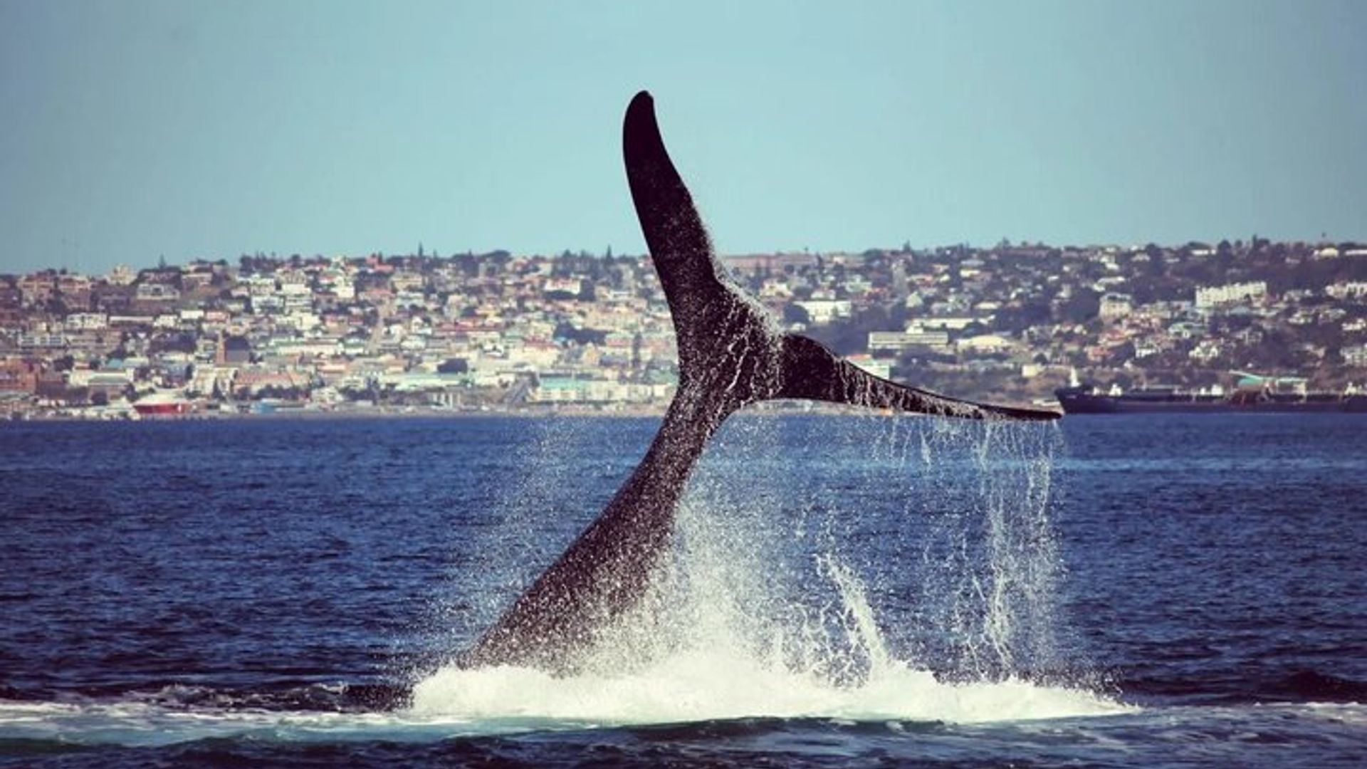 Excursions d'observation des baleines à Mossel Bay