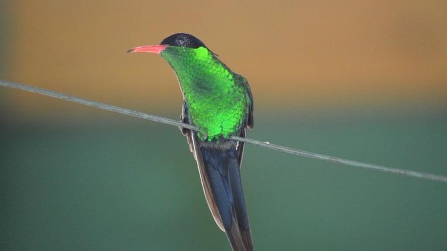 A-  Bird Watching Tour in St Lucia