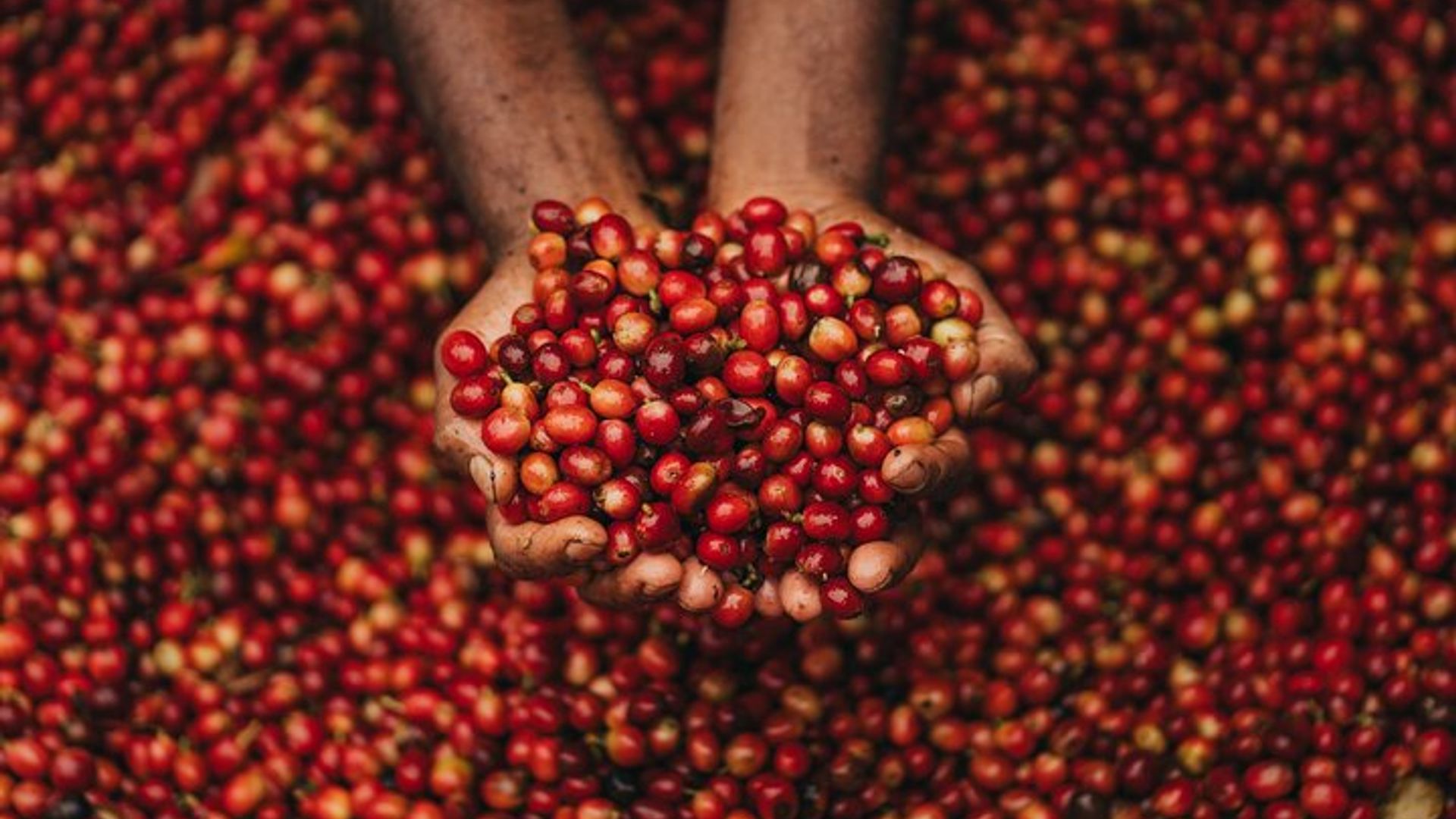 Chamarel’s Coffee Tour