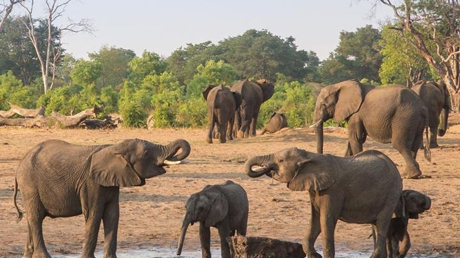 5 Day Victoria Falls and Hwange National Park Accommodated Tour Safari