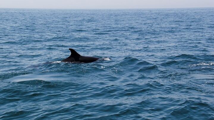 Lagos Dolphin and Whale Watching Cruise