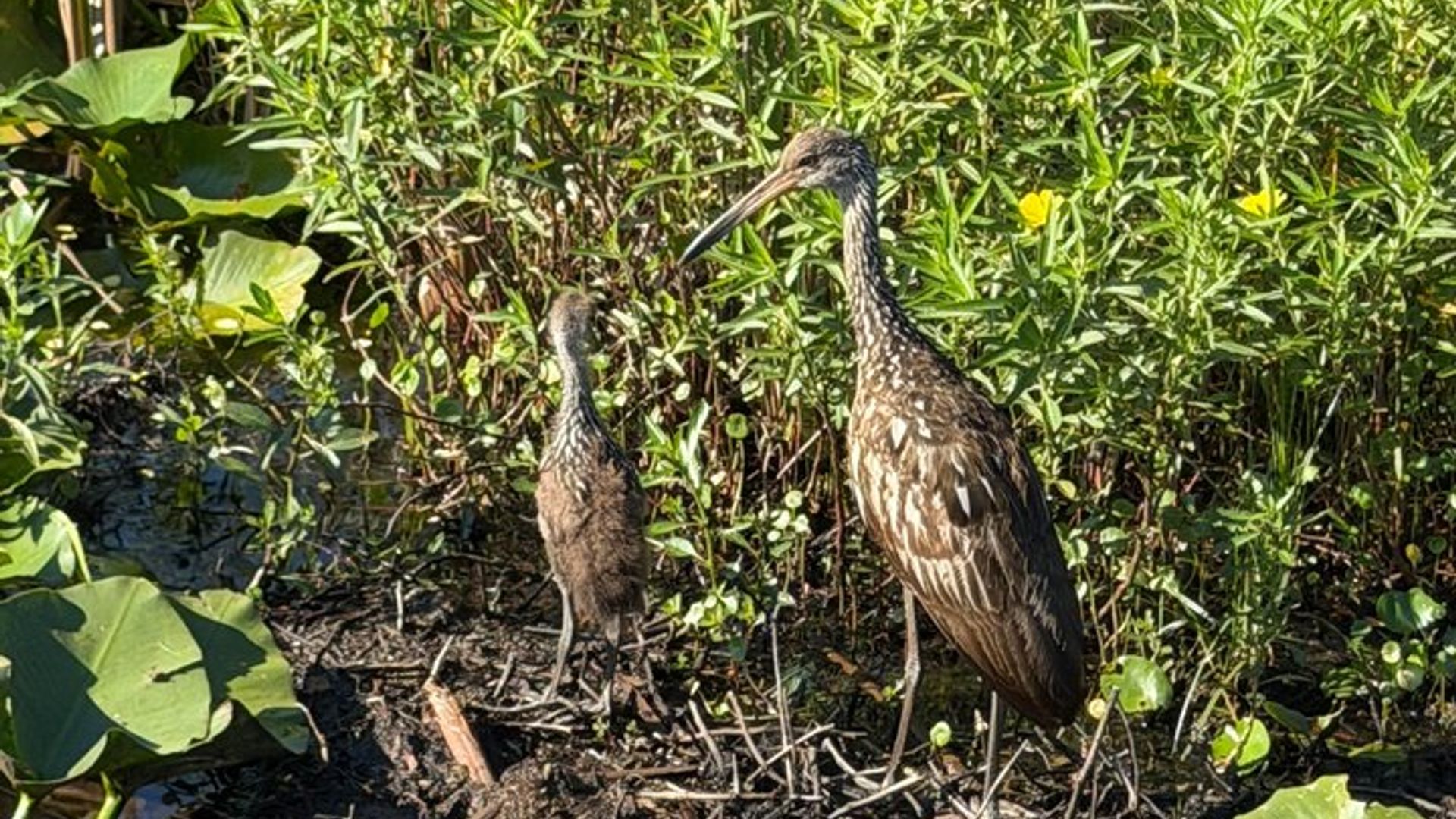 Orlando : Tour en lancha diurna o al atardecer por el lago Toho