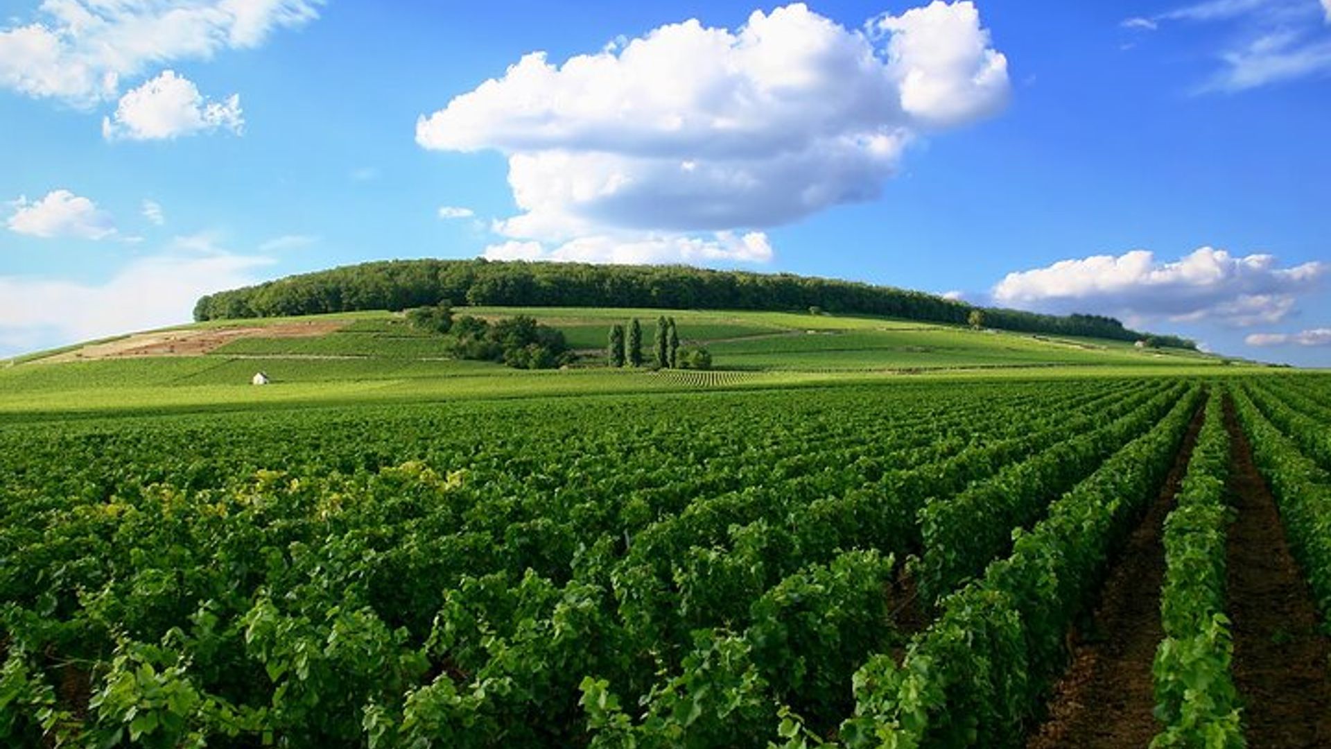 Tour del Vino di Digione: Vigneti della Côte de Nuits e della Côte de Beaune