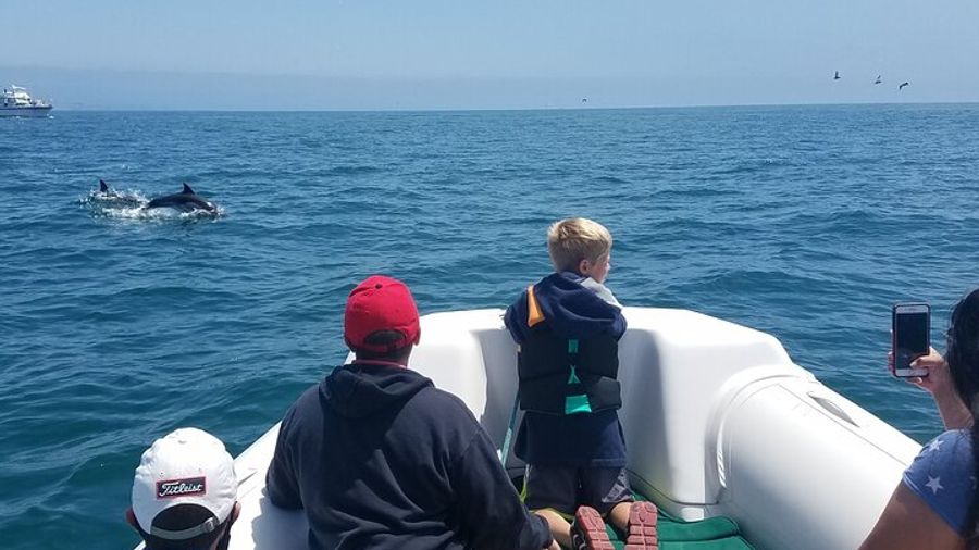 Private Newport Beach Whalewatching Tour