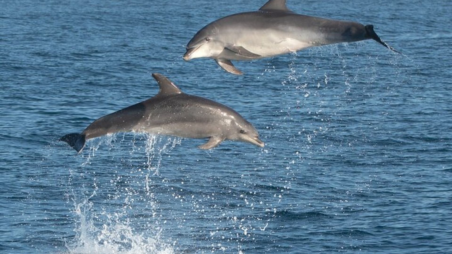 Golfo Aranci Boat Tour with Dolphin Watching and Snorkeling