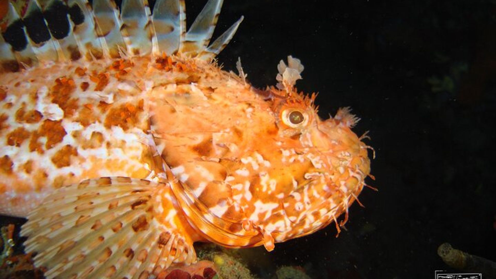 Unterwasserabenteuer mit Meerestaufe auf der Insel Elba