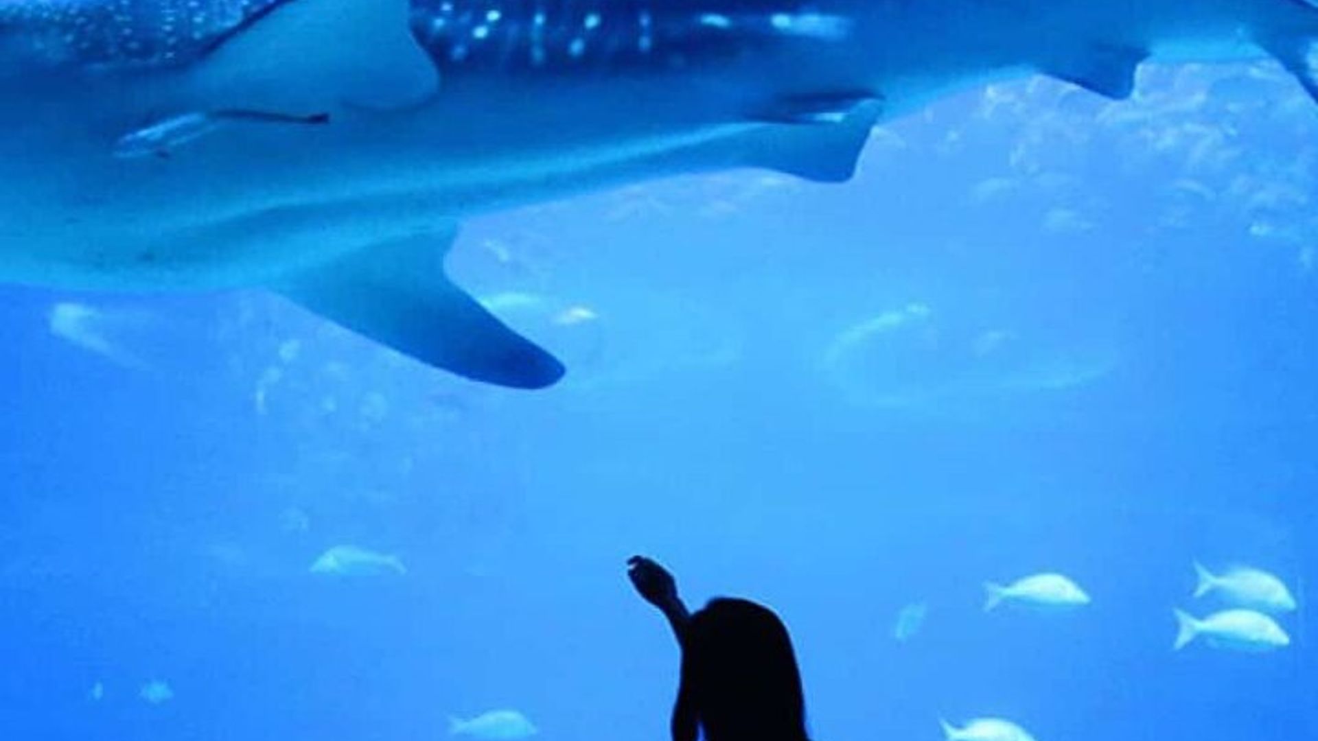 Antalya Aquarium with Entrance and Roundtrip Transfer from Alanya