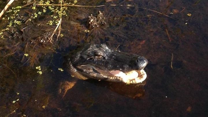 Florida Everglades Evening Airboat Ride