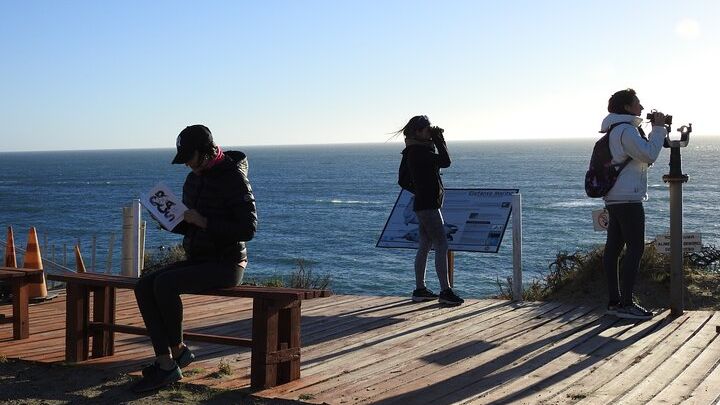 Orcas Private Tour Puerto Madryn Caleta Valdes or Punta Norte