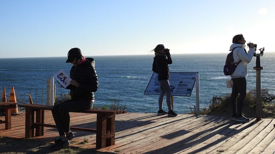 Orcas Private Tour Puerto Madryn Caleta Valdes or Punta Norte