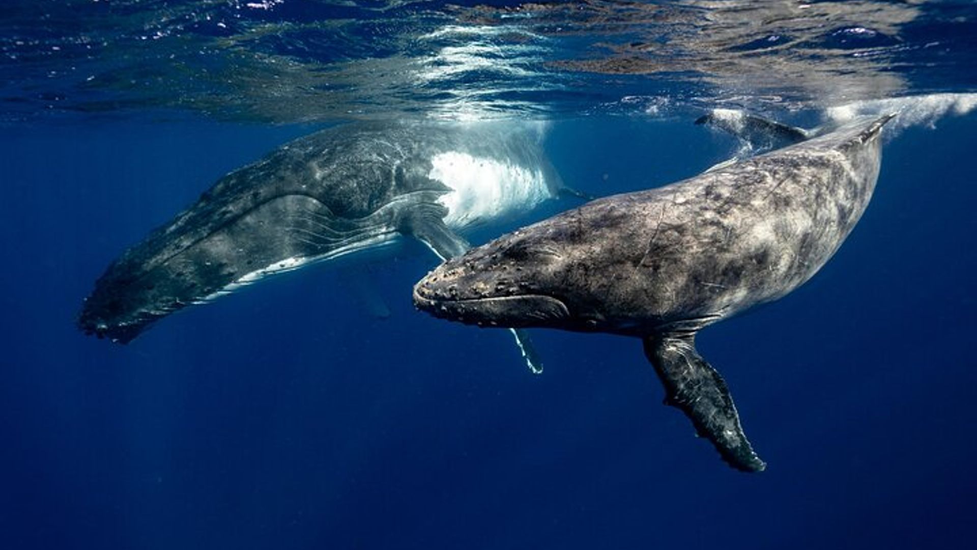 Private Guided Whale Watching Activity in Cape Town