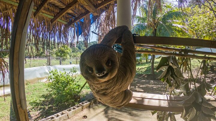 Private Tour to Monkey and Sloth Sanctuary with Optional Add-Ons and Stops
