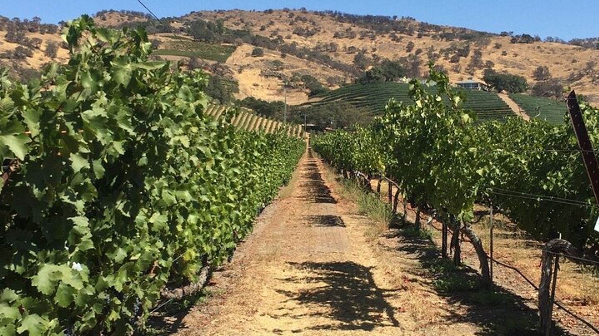 San Francisco Private Wine Tasting Tour image 1