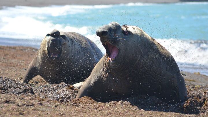 Peninsula Valdés Excursion with Whale Watching Included