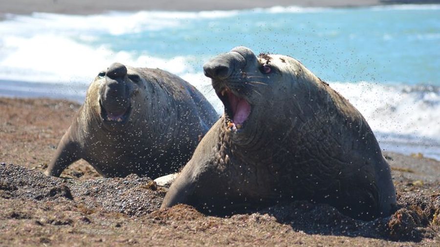 Peninsula Valdés Excursion with Whale Watching Included