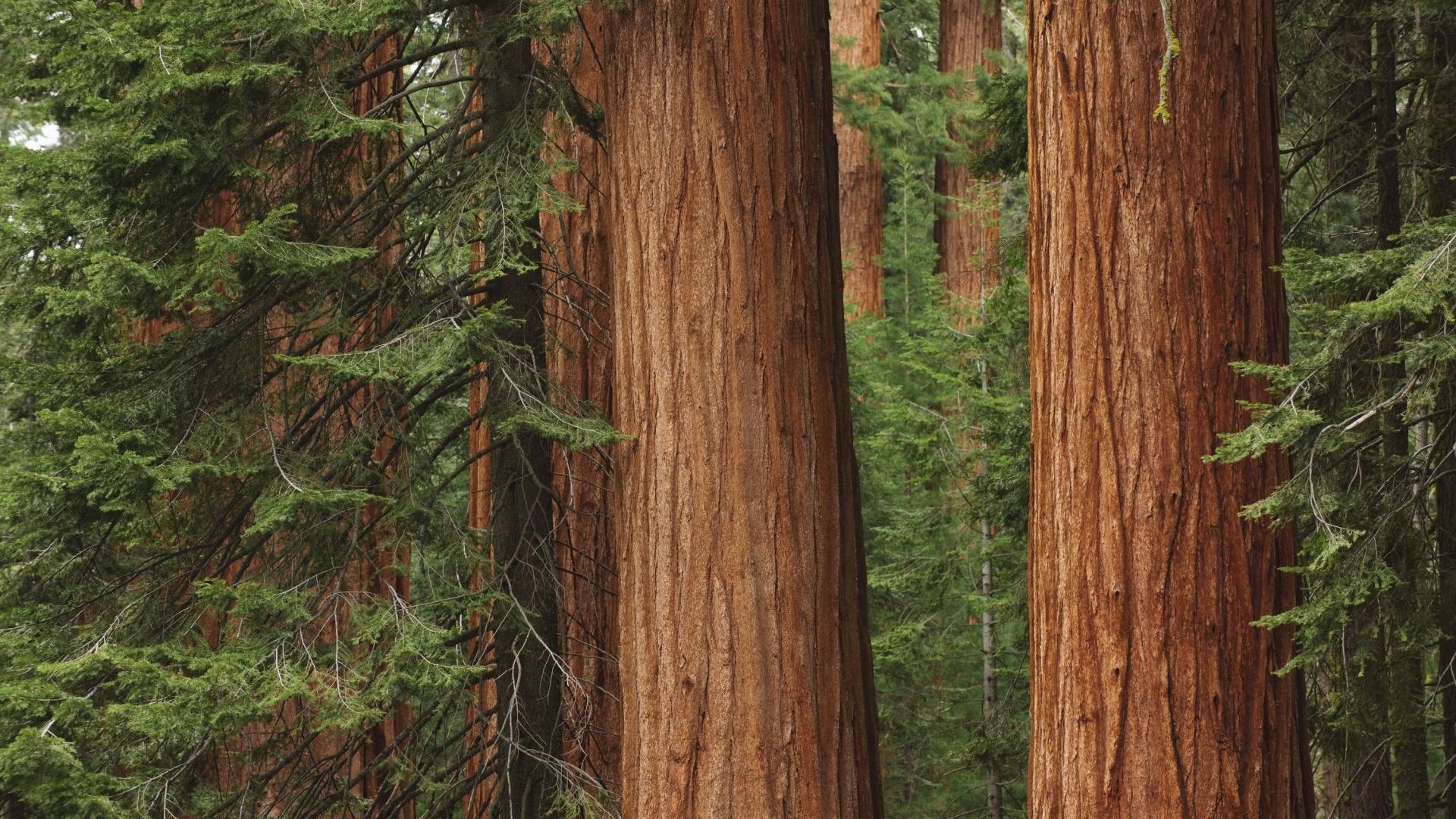 Muir Woods, Sausalito & Escape from the Rock Boat Tour image 3
