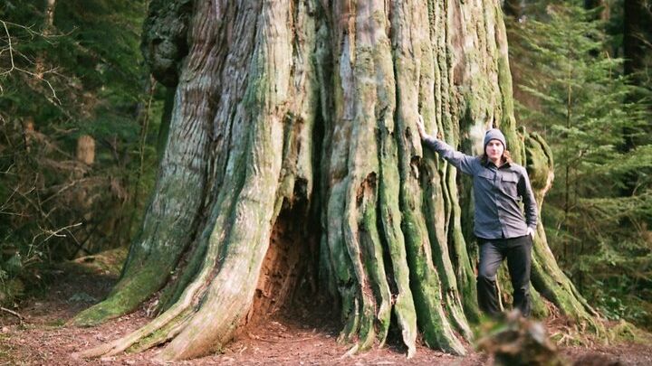 Ancient Trees of Vancouver Walking Tour in Stanley Park