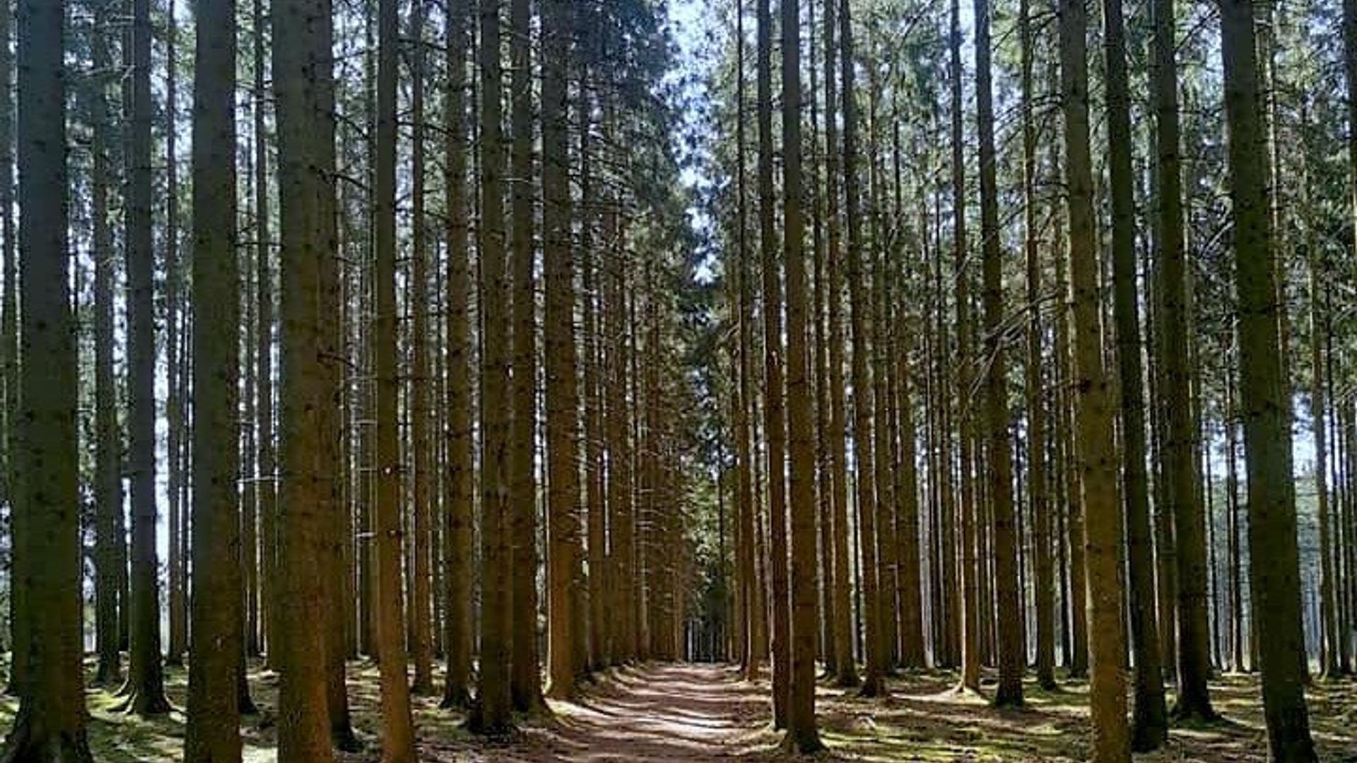 Bastogne World War II Tour from Brussels