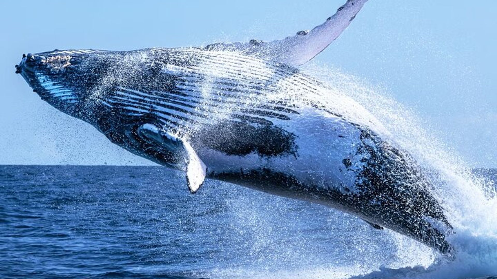 Whale Watching Tour from Cape Town