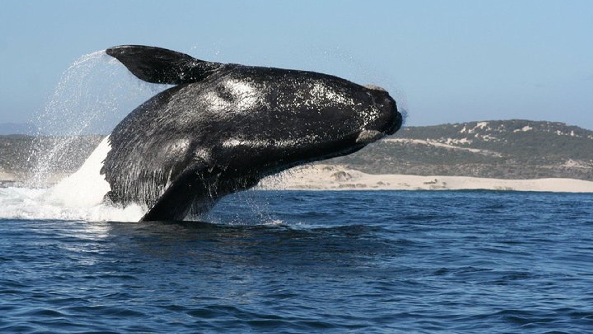 Ciudad del Cabo: experiencia de avistamiento de ballenas