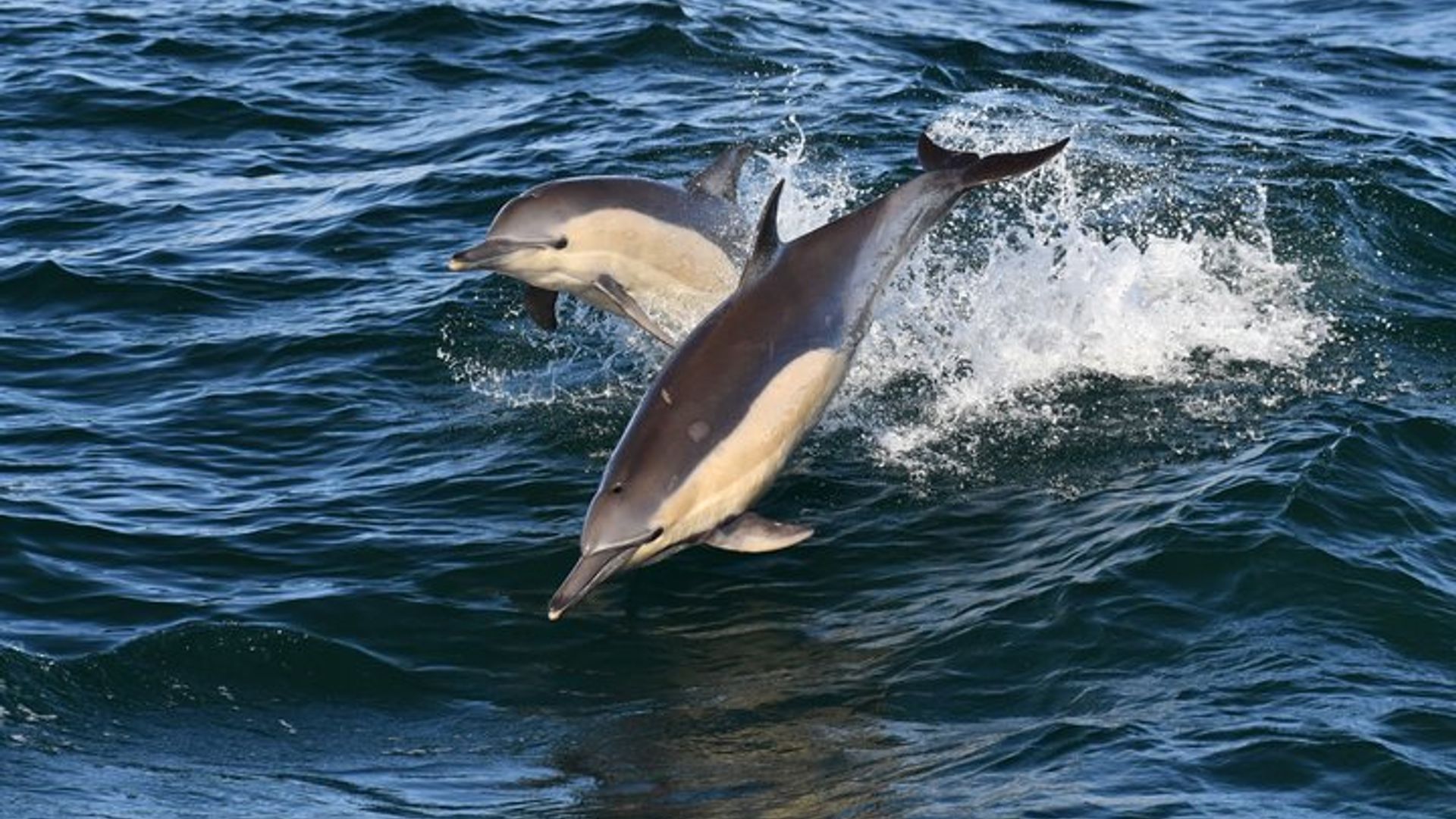 Shared Hermanus Boat Based Whale Watching and Penguin Adventure