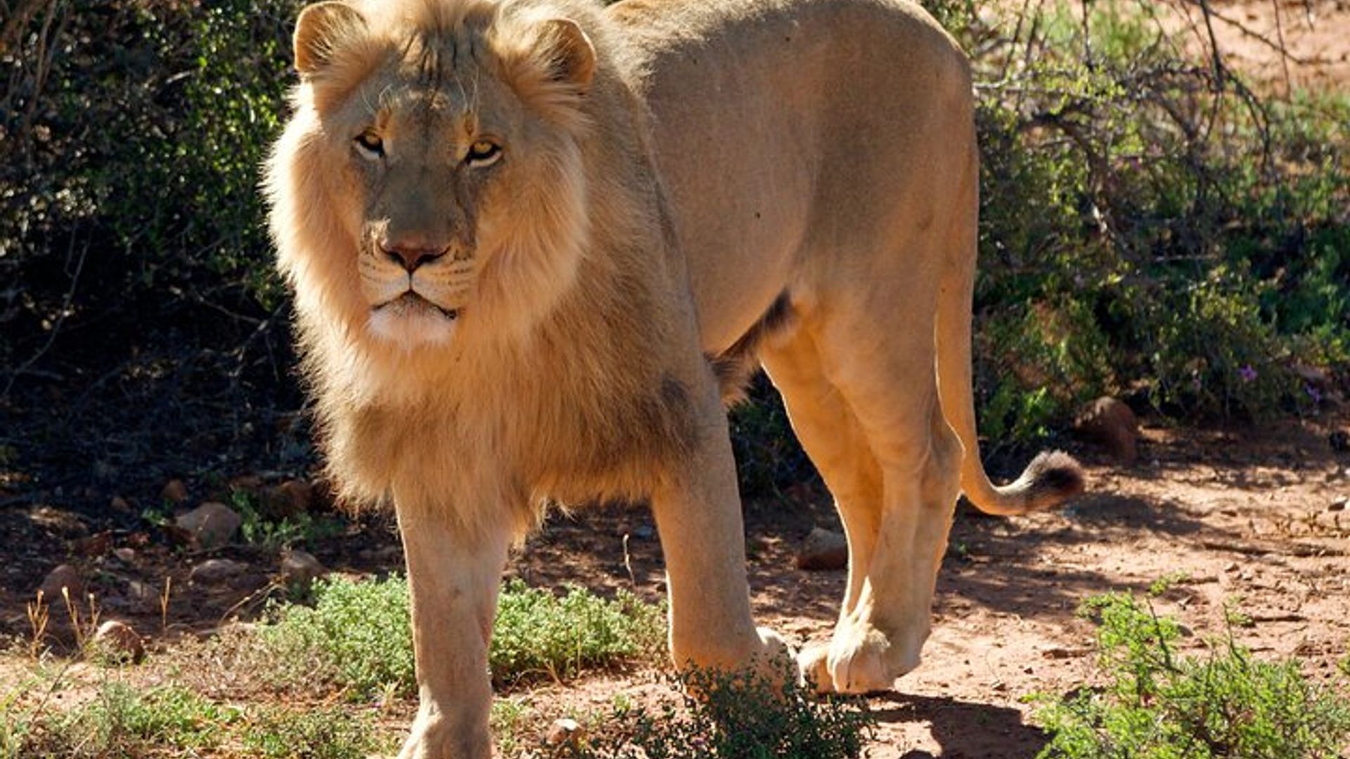 2 Day Small Group Garden Route Big 5 Safari Tour from Cape Town
