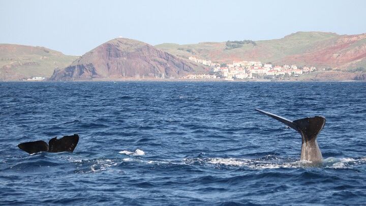 Funchal Small-Group Responsible Whale and Dolphin-Watching Tour