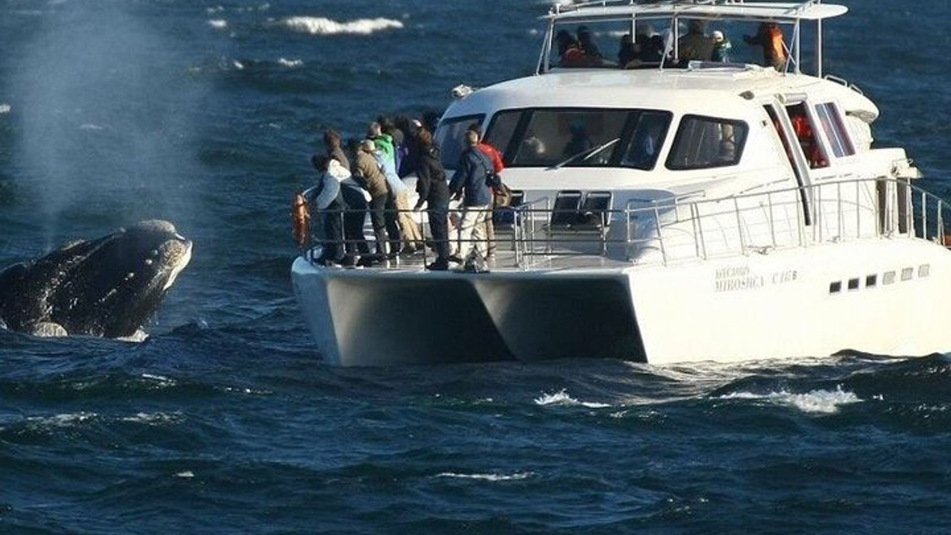 Avistamiento de ballenas en Hermanus