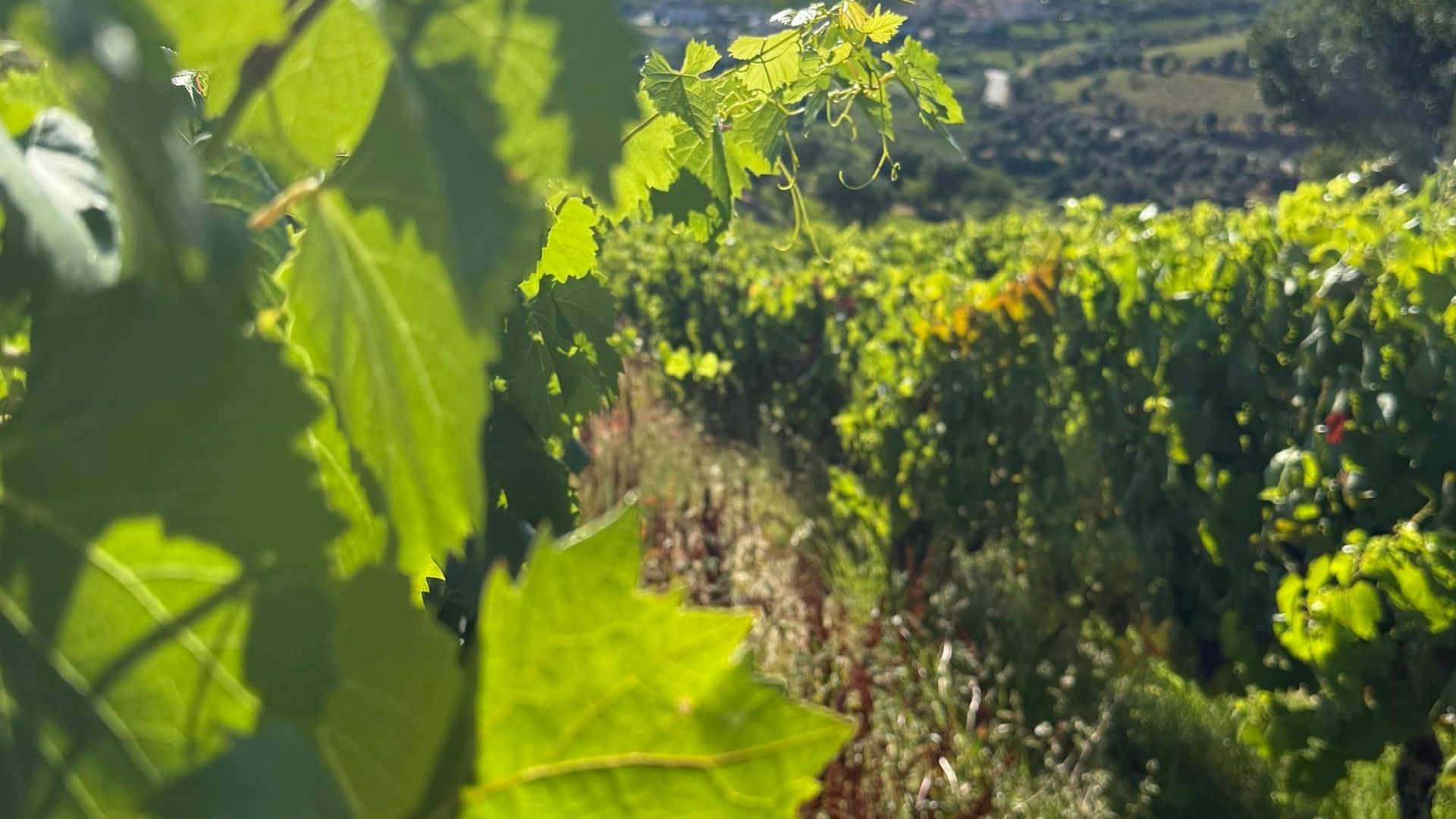 Wine tasting at Quinta dos Novais in Douro Valley