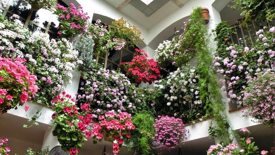 Patios of Cordoba guided tour