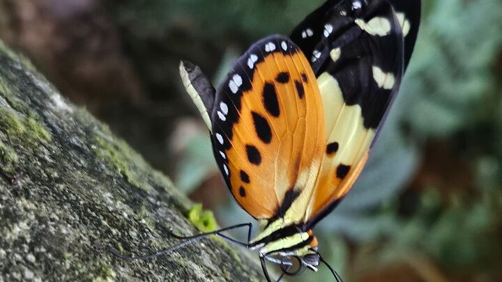 Tijuca National Park Walking Tour