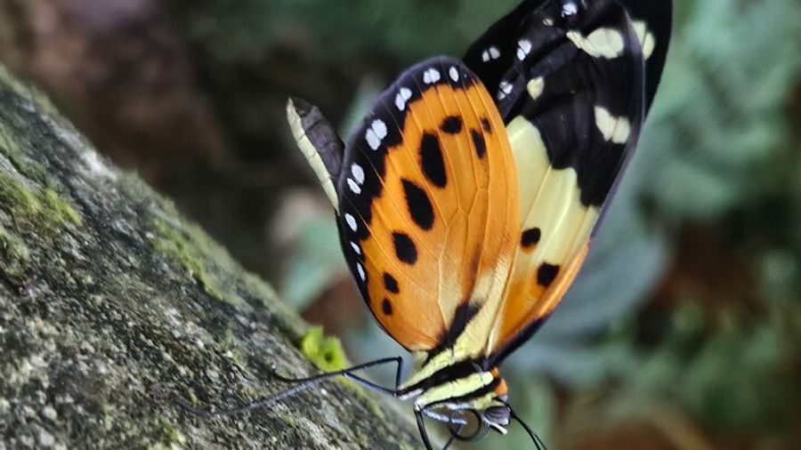 Tijuca National Park Walking Tour