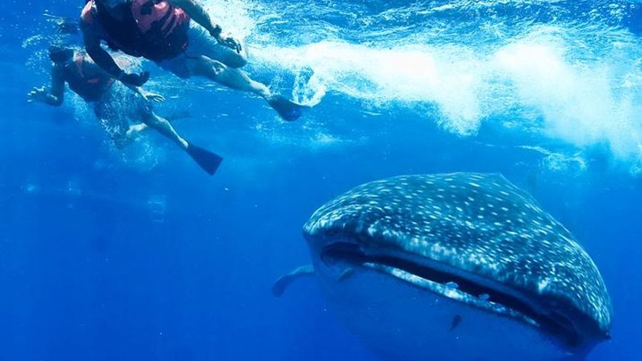 Cancun Snorkel With Whale Sharks Eco-Friendly Private Tour